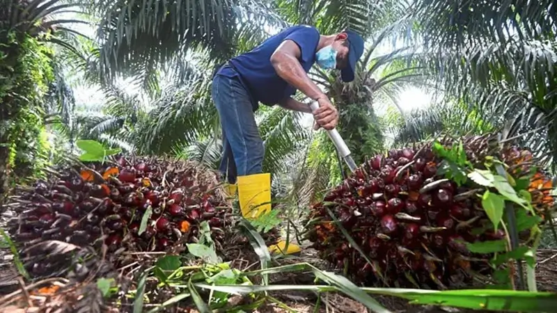 Giá dầu olein tinh luyện theo mùa vụ thu hoạch cọ